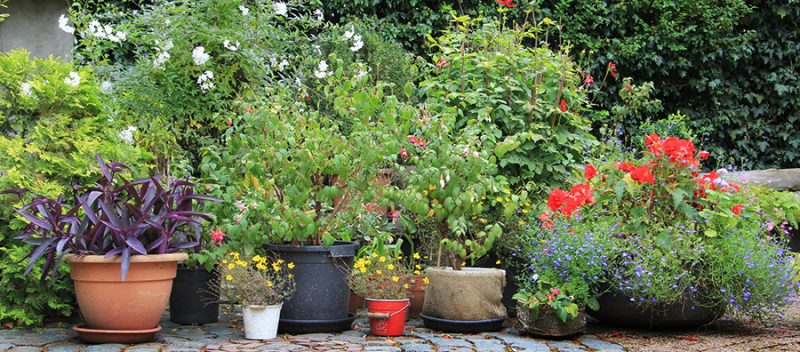 Plant a bee-friendly garden