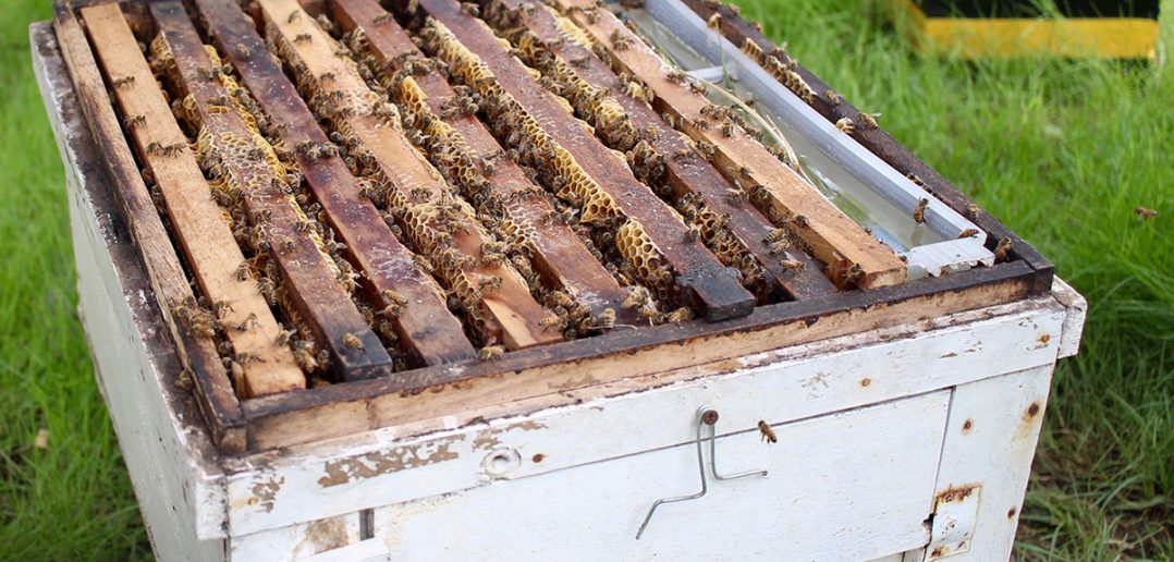 Sustainable ethical honey