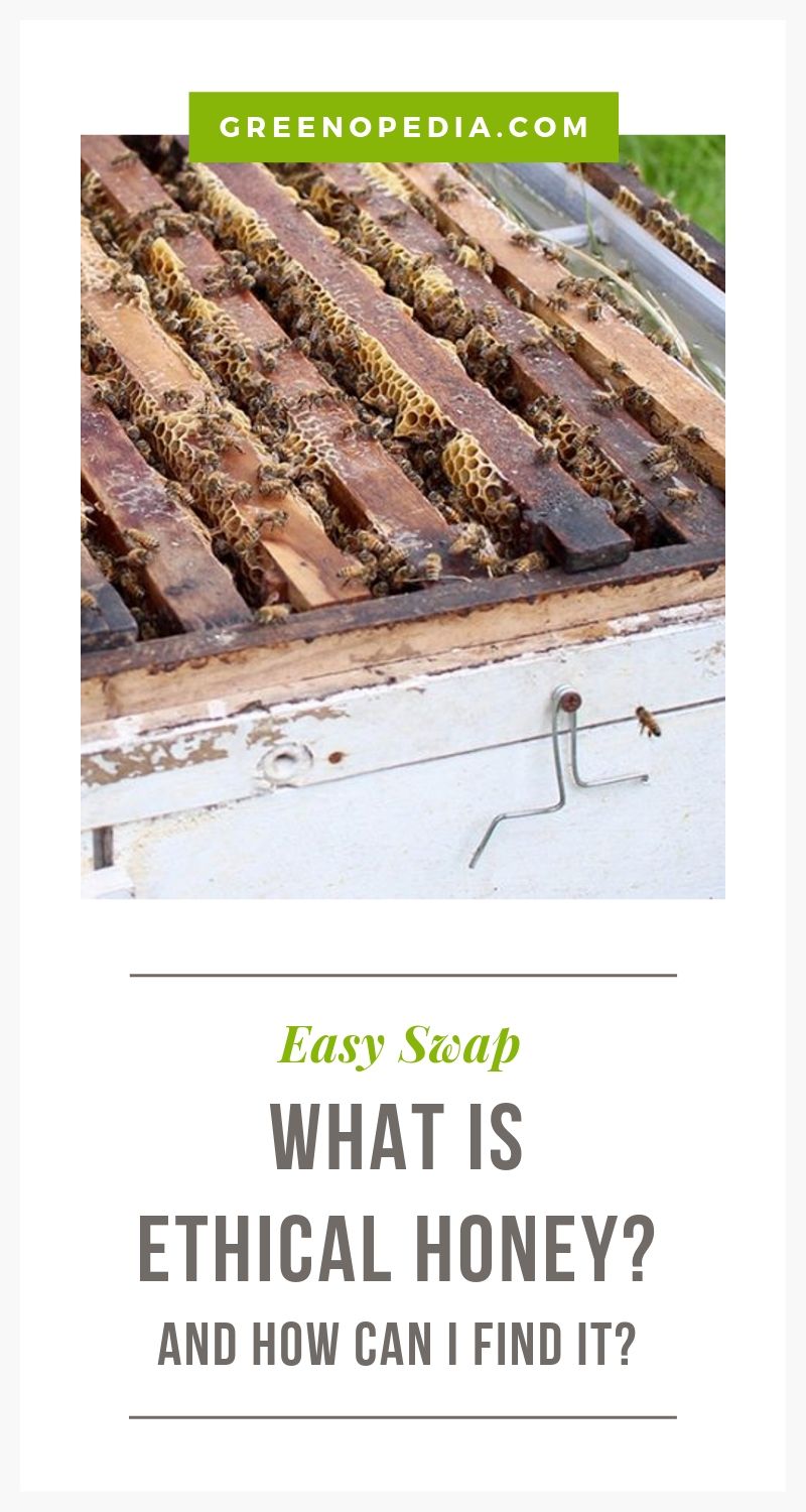 What is Ethical Honey and How Can I Find It? | Ethical honey comes from beekeepers that are more concerned for the health & welfare of the bees than for maximizing their honey output. Here's what that means. | Greenopedia #ethicalhoney #sustainablehoney #ethicalbeekeeping #sustainablebeekeeping via @greenopedia