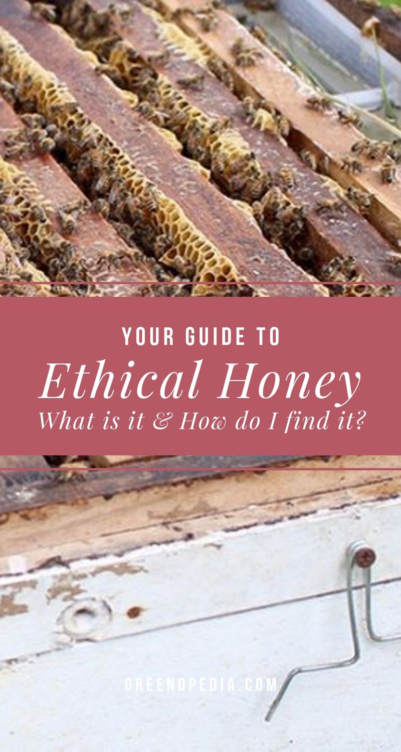 What is Ethical Honey and How Can I Find It? | Ethical honey comes from beekeepers that are more concerned for the health & welfare of the bees than for maximizing their honey output. Here's what that means. | Greenopedia #ethicalhoney #sustainablehoney #ethicalbeekeeping #sustainablebeekeeping via @greenopedia