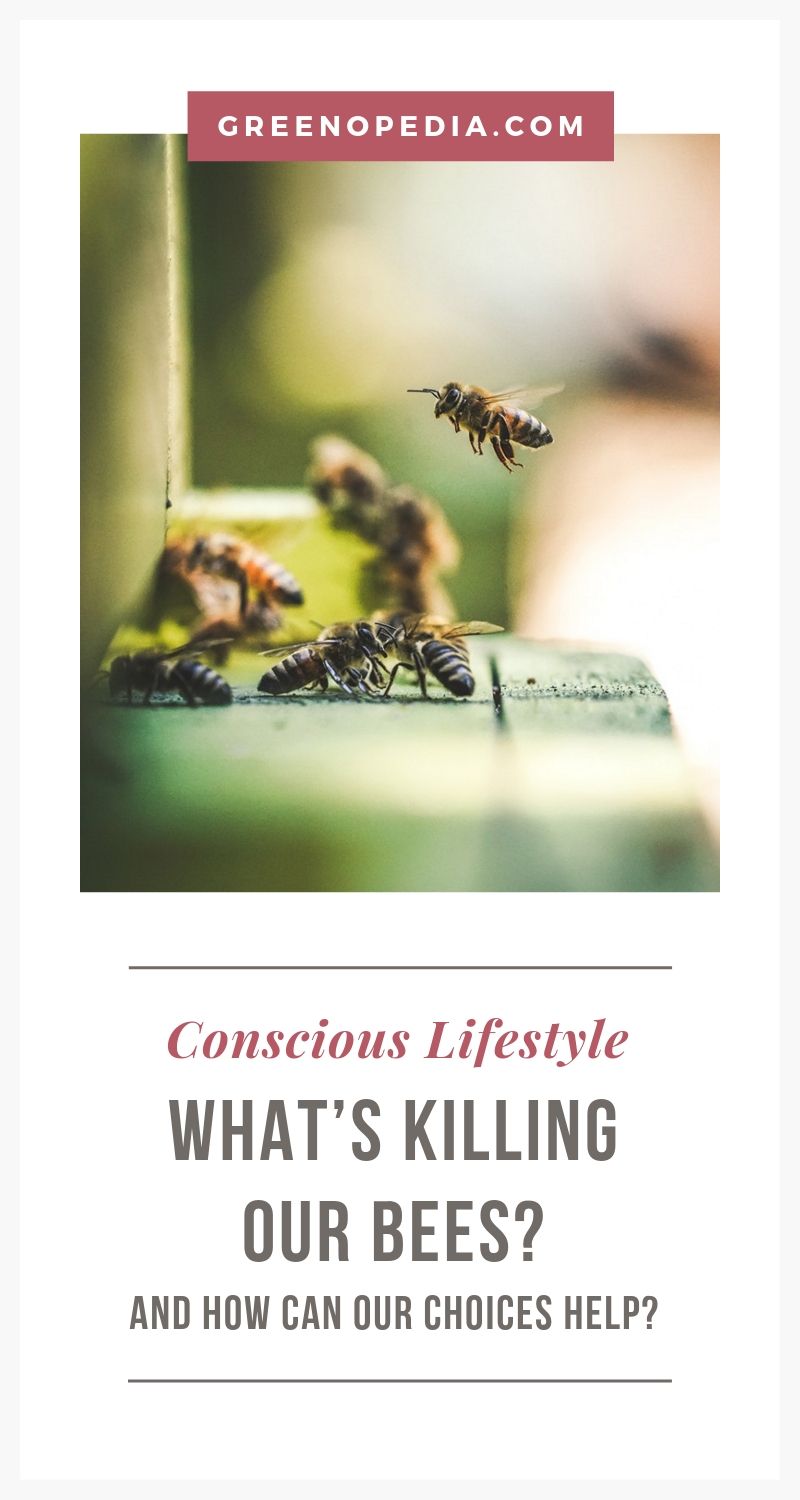What's Killing Our Bees and How Can Our Choices Help? | There are a surprising number of ways we can support a healthy bee population. Let's see what's killing our bees, so we know how our efforts will help. | Greenopedia #KillingOurBees #What'skillingthebees #ethicalhoney #ethicalbeekeeping via @greenopedia
