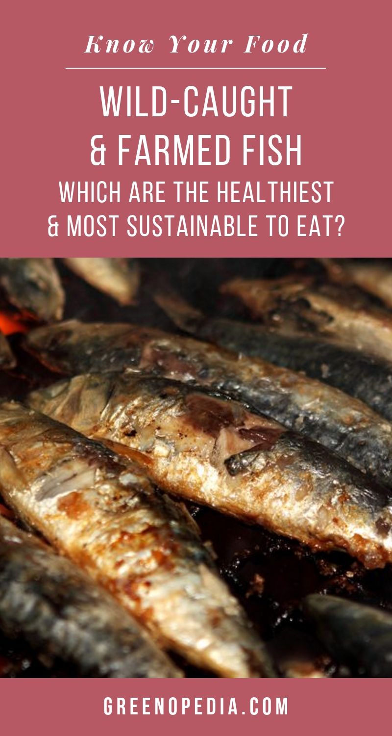 Wild-Caught vs. Farmed Fish: Which are the Healthiest and Most Sustainable Fish to Eat? | Both wild-caught and farmed fish have their challenges -- and their upsides. Here's how to choose the healthiest and most sustainable fish to eat. | Greenopedia #sustainablefish #healthiestfish via @greenopedia